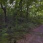 現地（雑木林）
